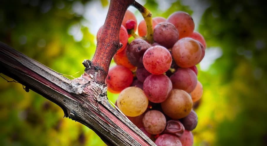 domaine loew news automne 2026